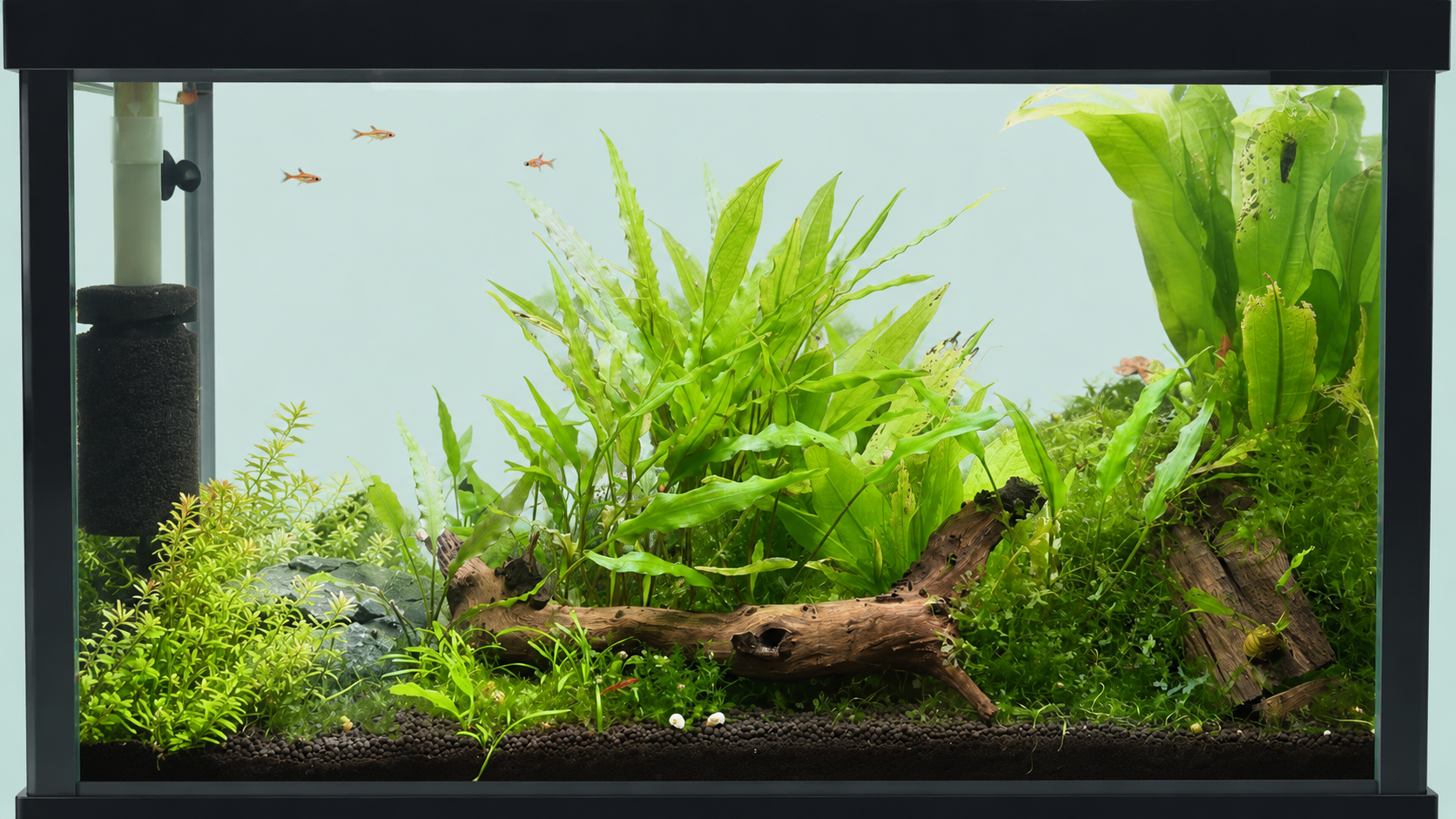 Nano Tanks