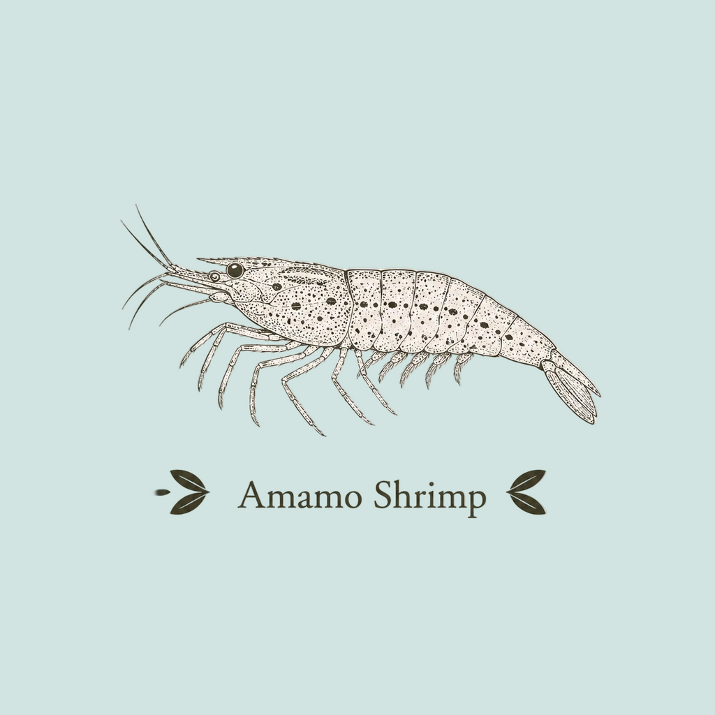 Amano Shrimp