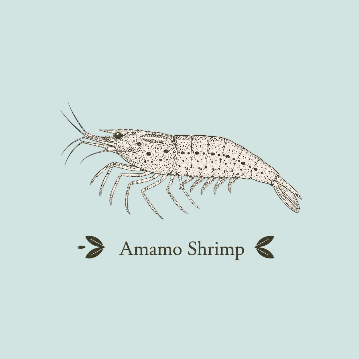 Amano Shrimp