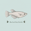 Blue Eye Daisy Rice Fish