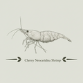 Cherry Neocaradina Shrimp