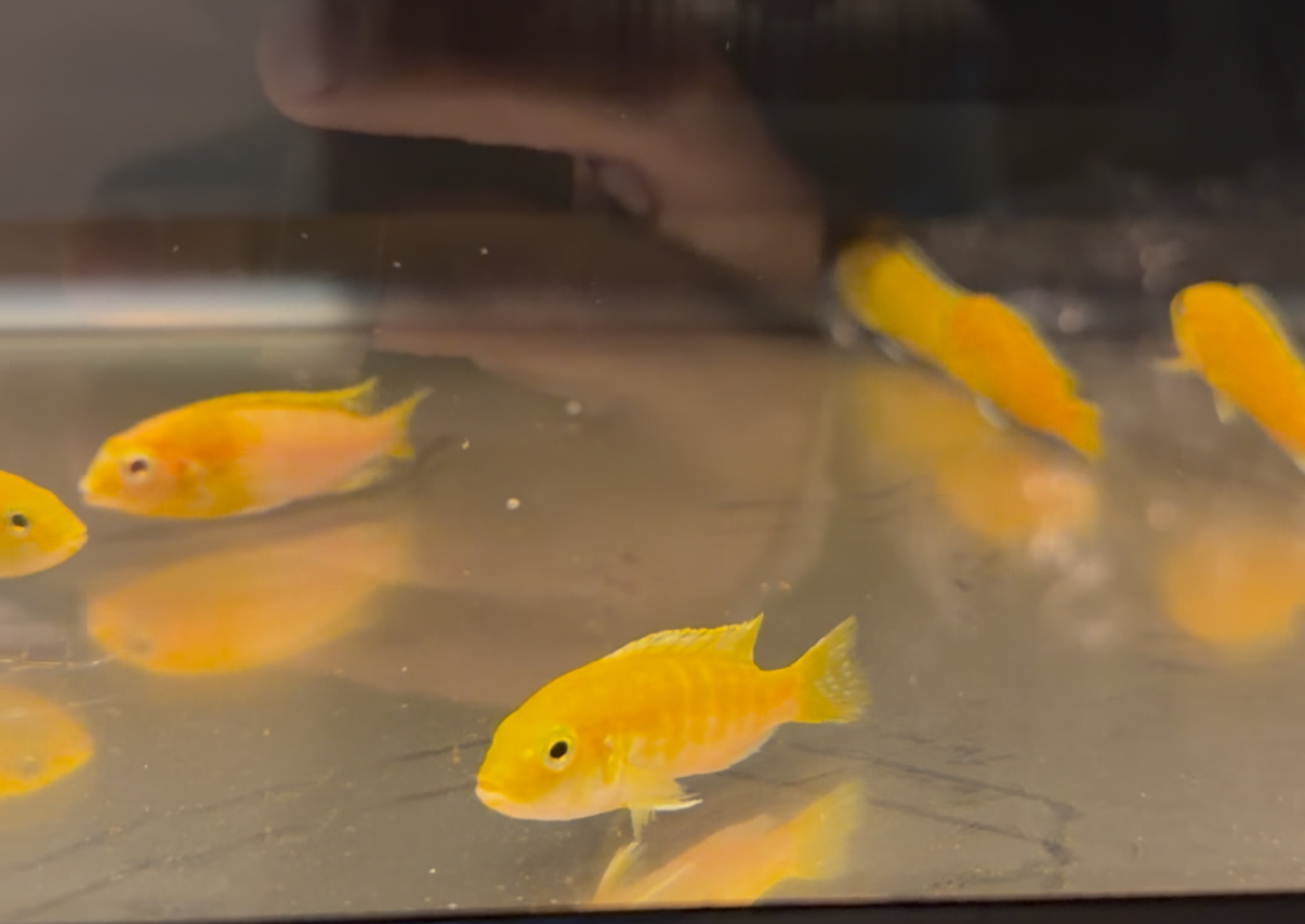 Electric Yellow Lab Cichlid