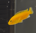 Electric Yellow Lab Cichlid