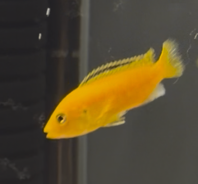 Electric Yellow Lab Cichlid