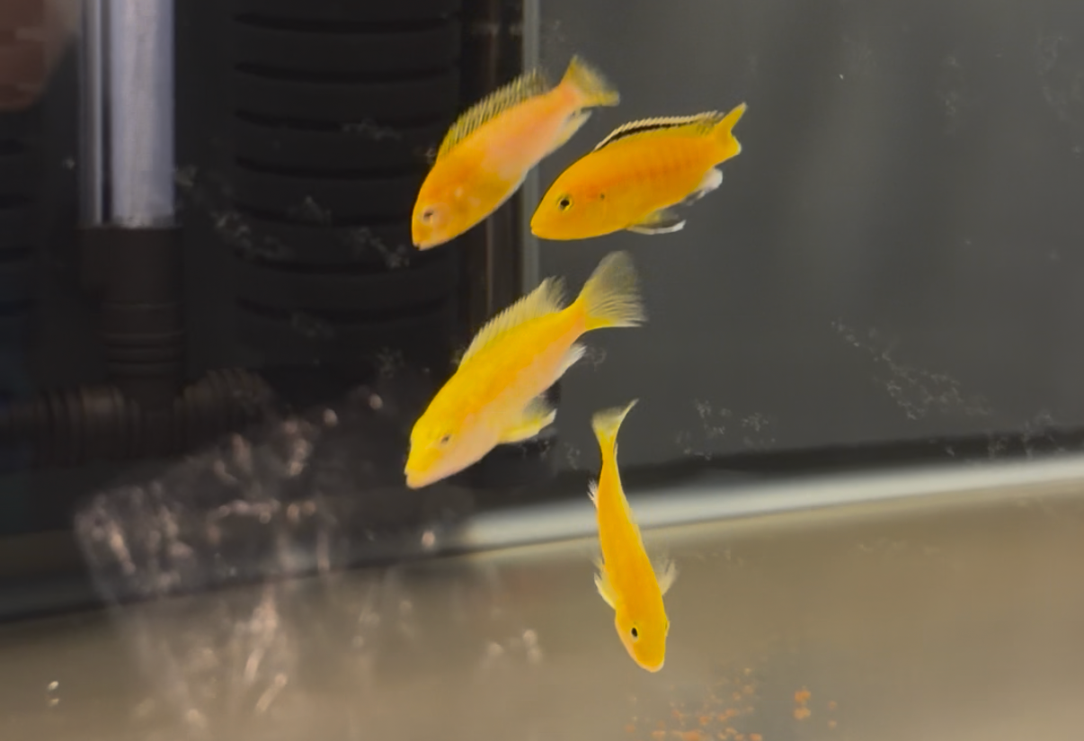 Electric Yellow Lab Cichlid