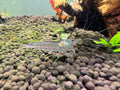 Amano Shrimp