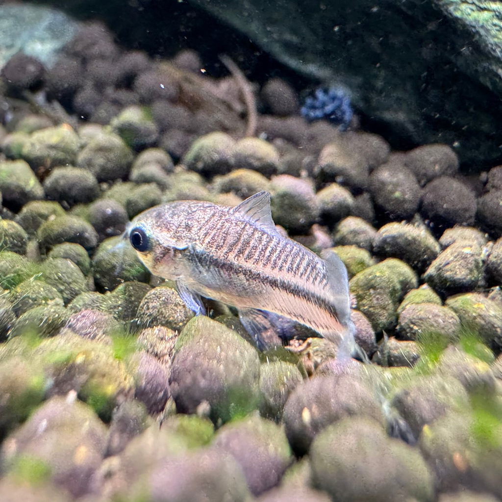 Pygmy Cory