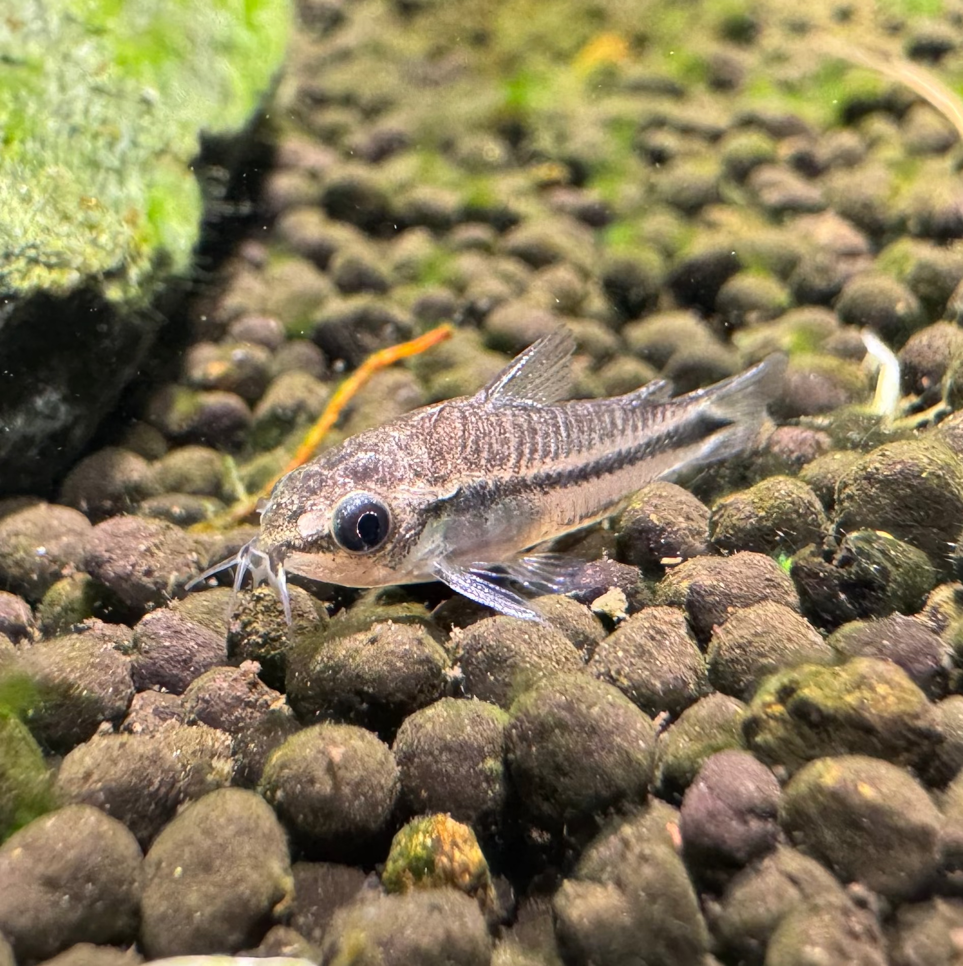 Pygmy Cory
