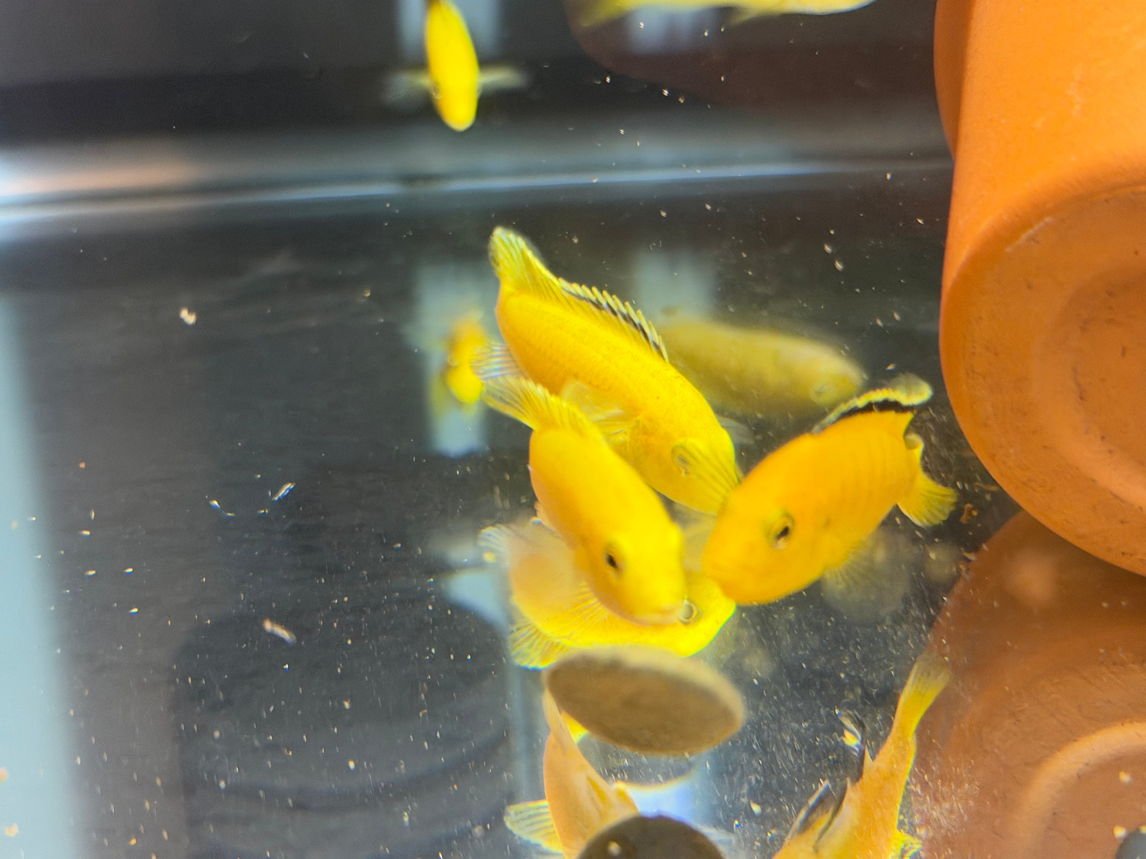 Electric Yellow Lab Cichlid