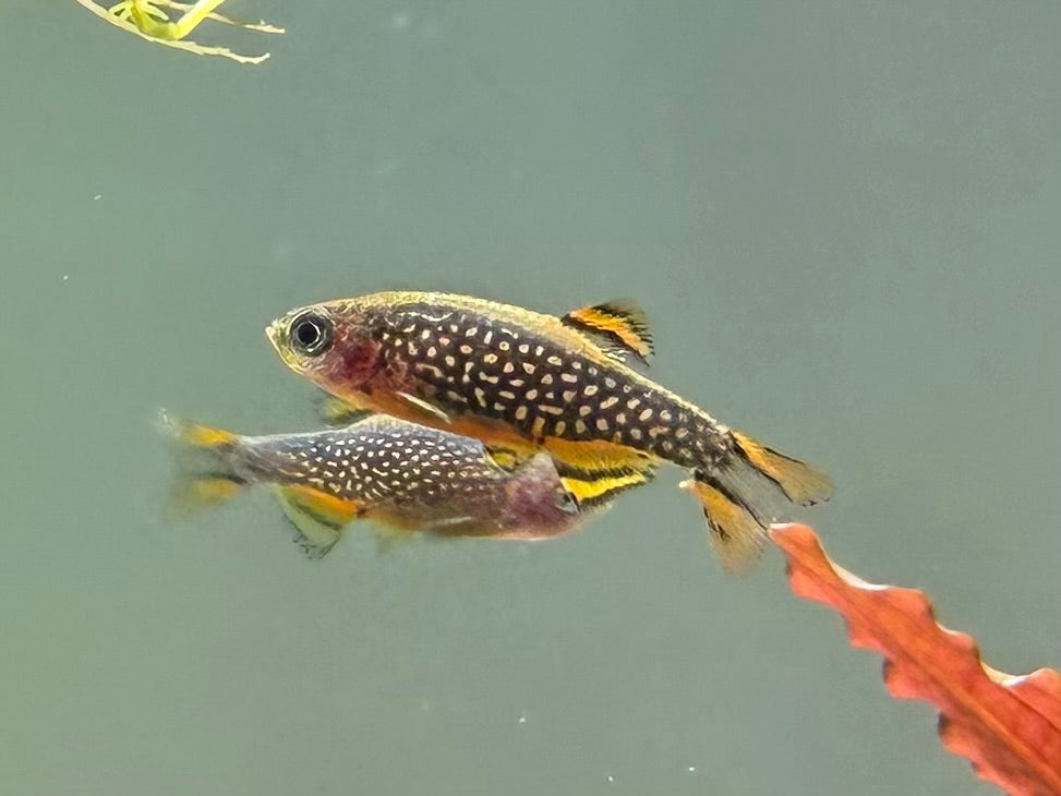 Celestial Pearl Danios