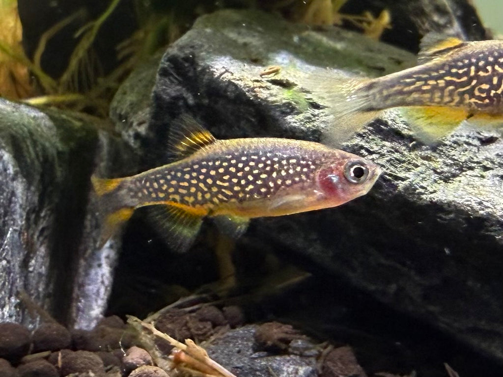 Celestial Pearl Danios