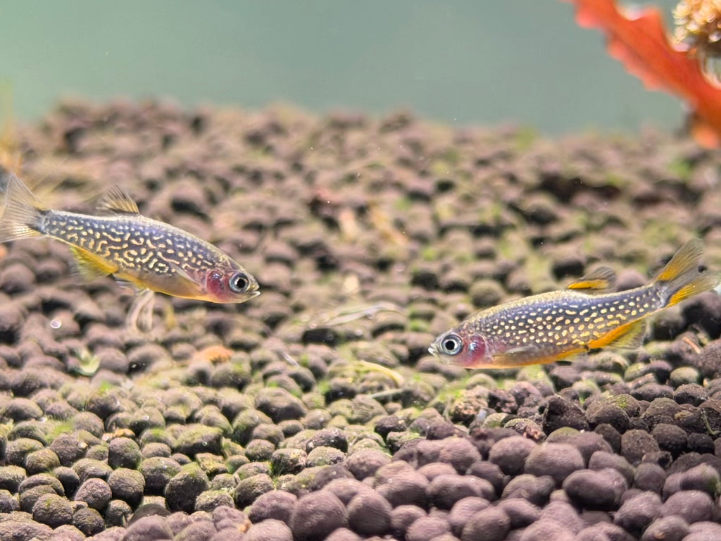 Celestial Pearl Danios