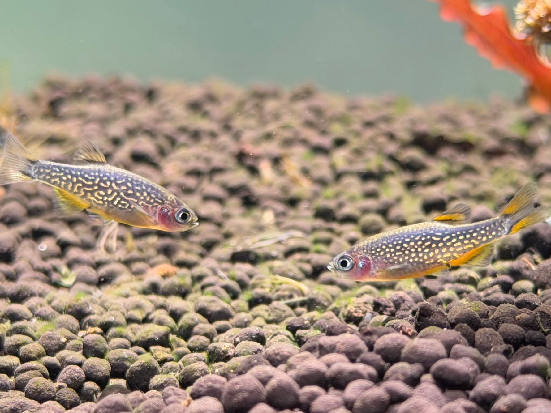 Celestial Pearl Danios
