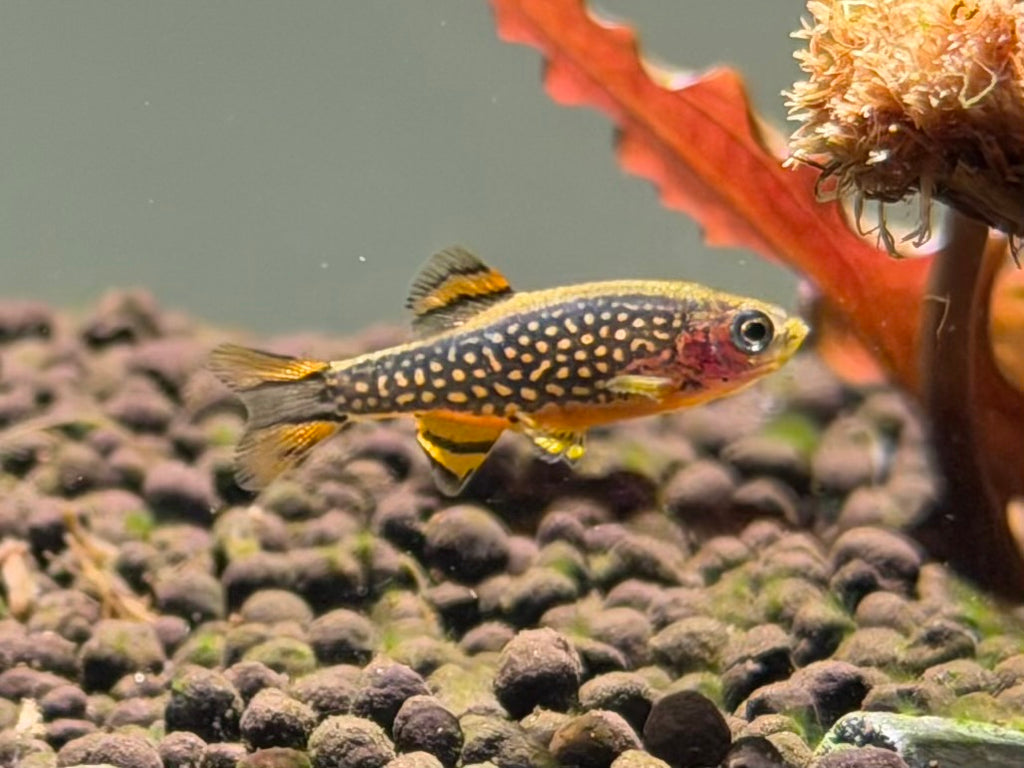 Celestial Pearl Danios