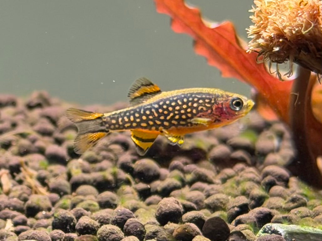 Celestial Pearl Danios