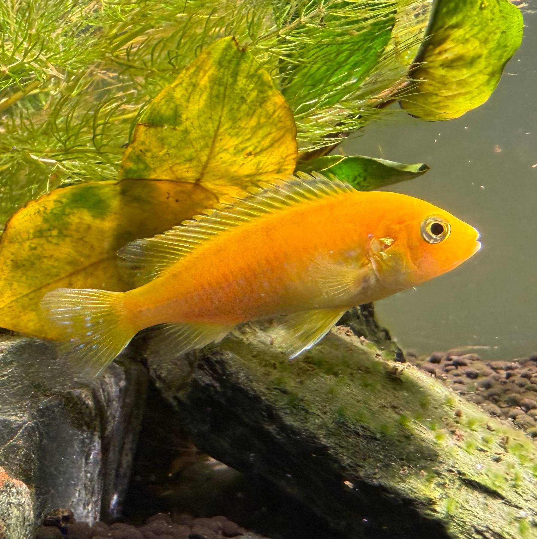 Electric Yellow Lab Cichlid