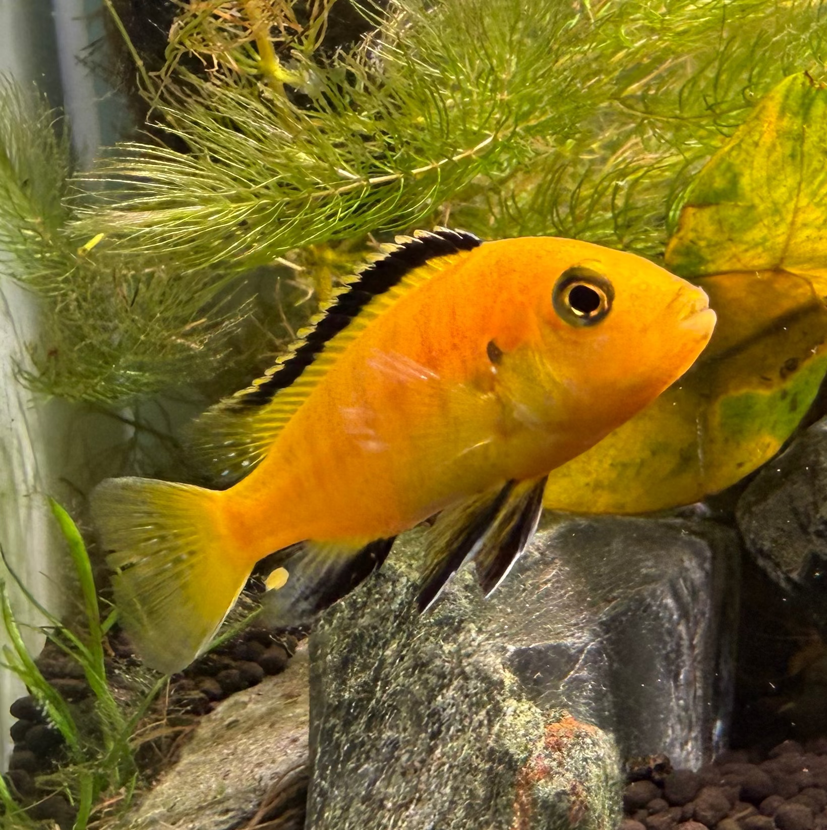 Electric Yellow Lab Cichlid