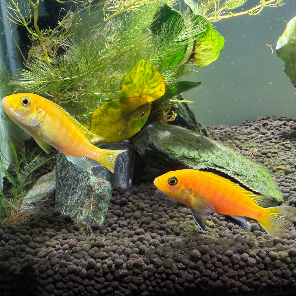 Electric Yellow Lab Cichlid