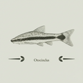 Otocinclus