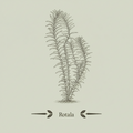 Rotala