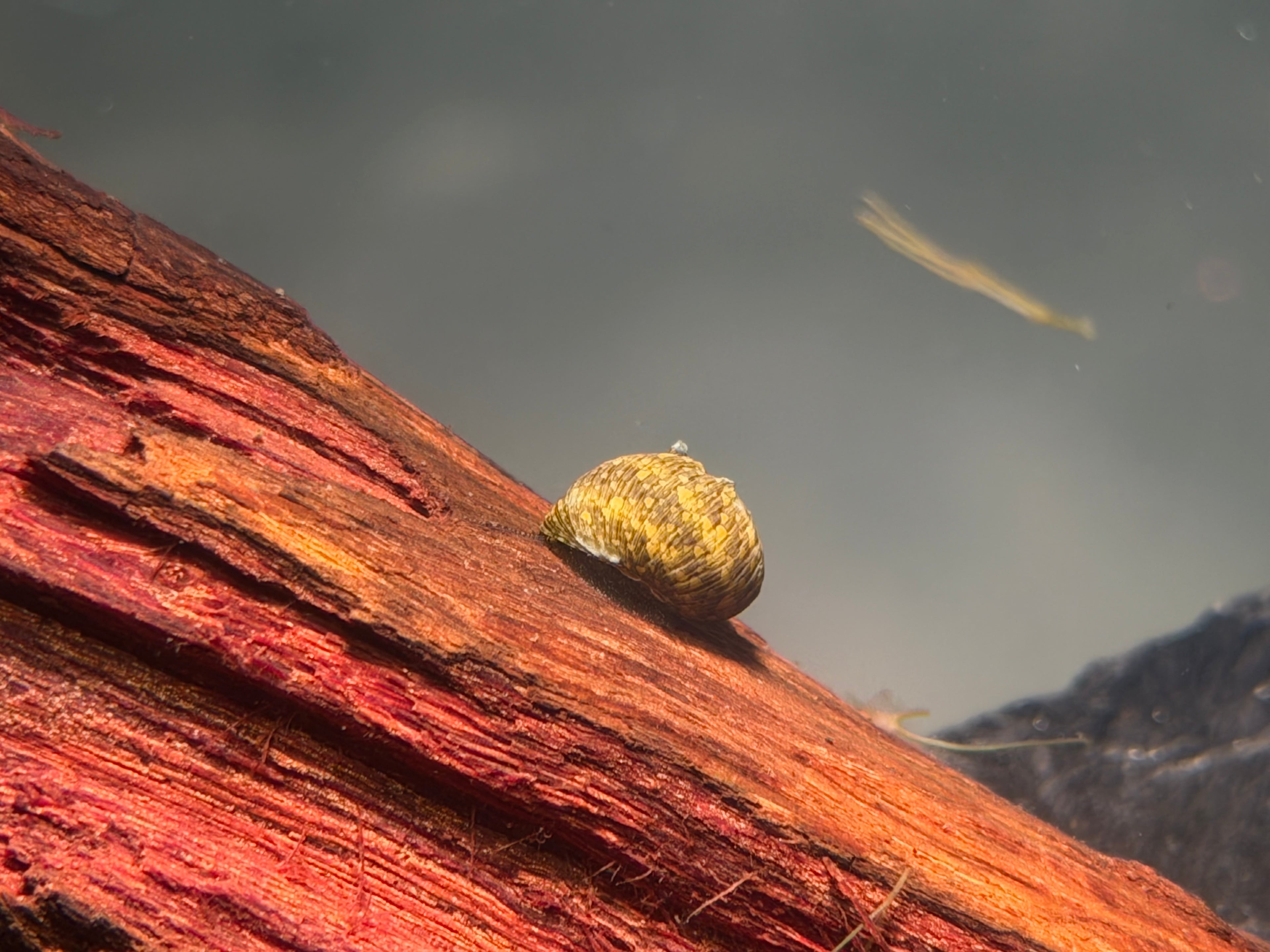 Thorny Sunshine Nerite Snail