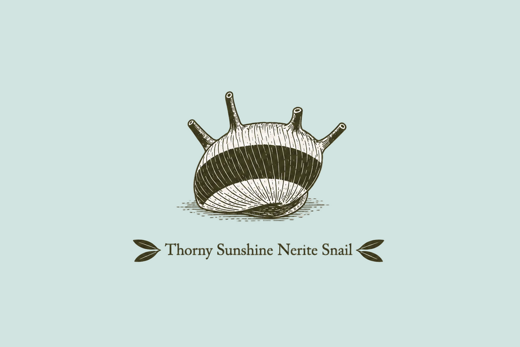 Thorny Sunshine Nerite Snail