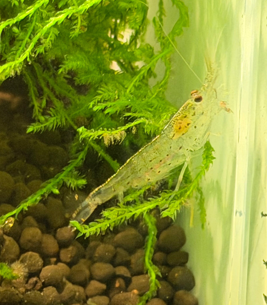 Amano Shrimp