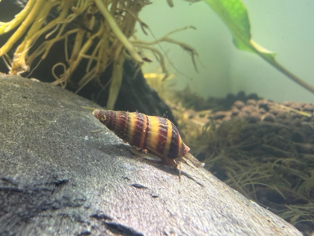 Assassin Snail
