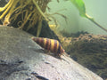 Assassin Snail