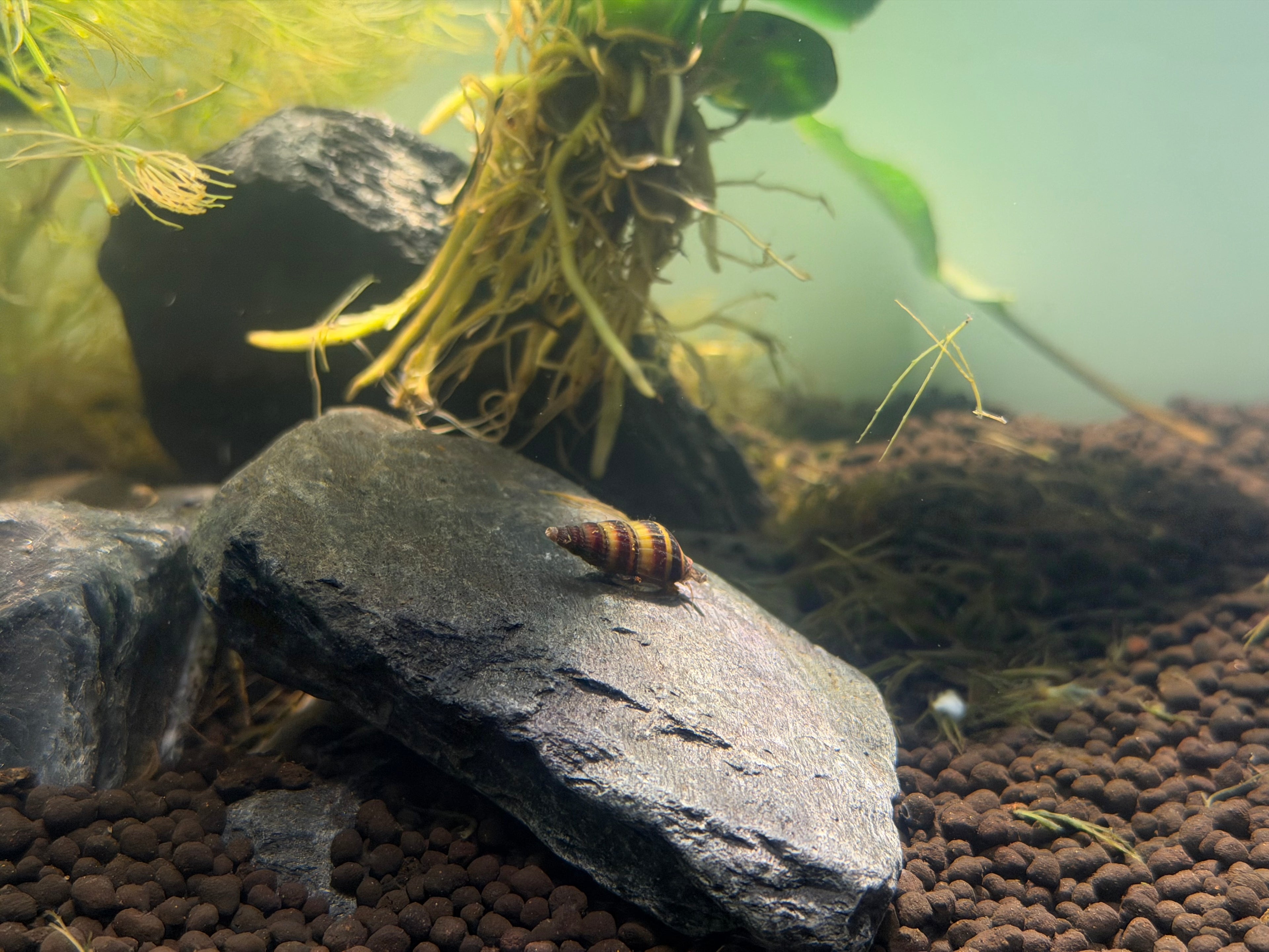 Assassin Snail