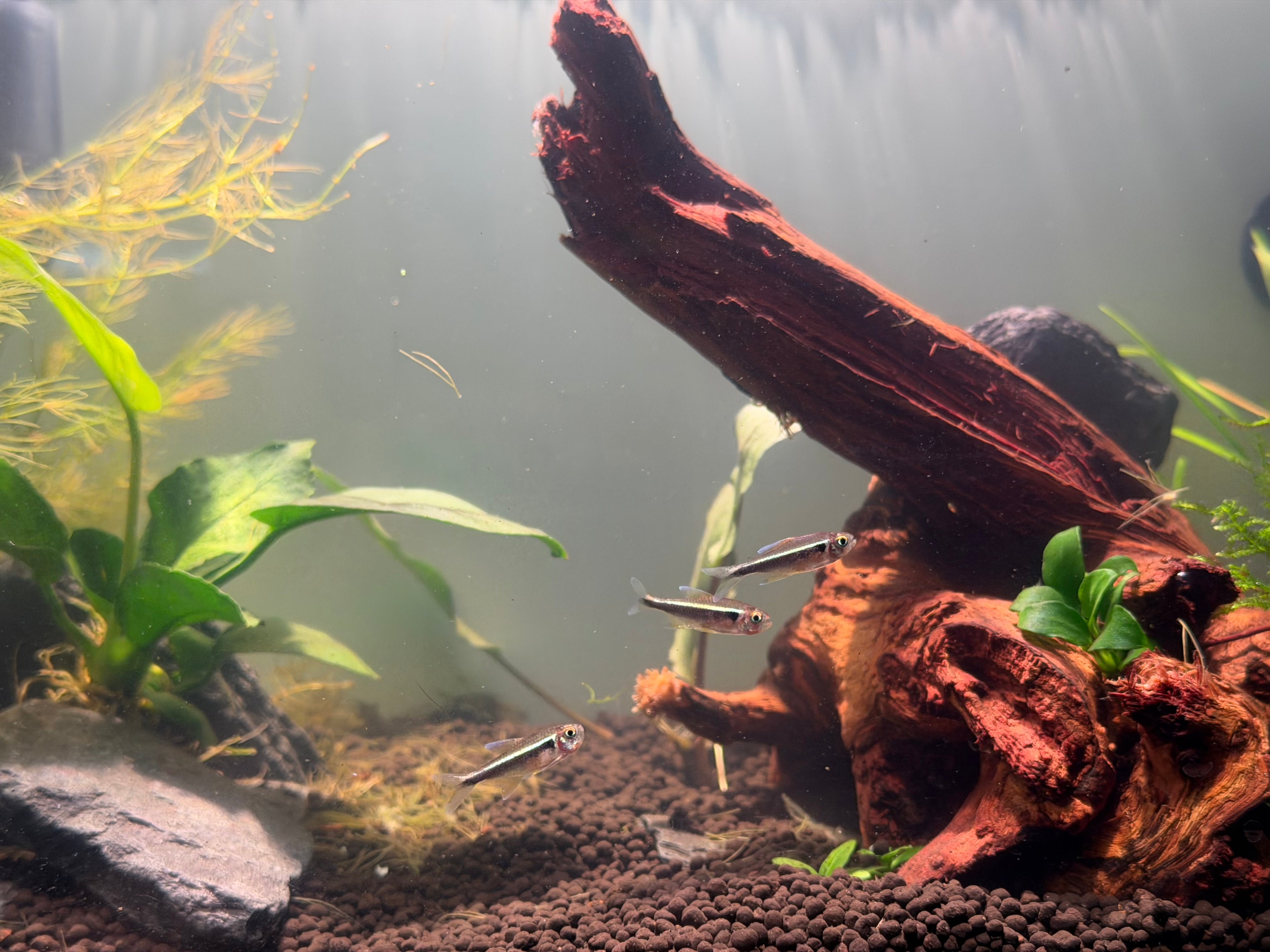 Black Neon Tetra