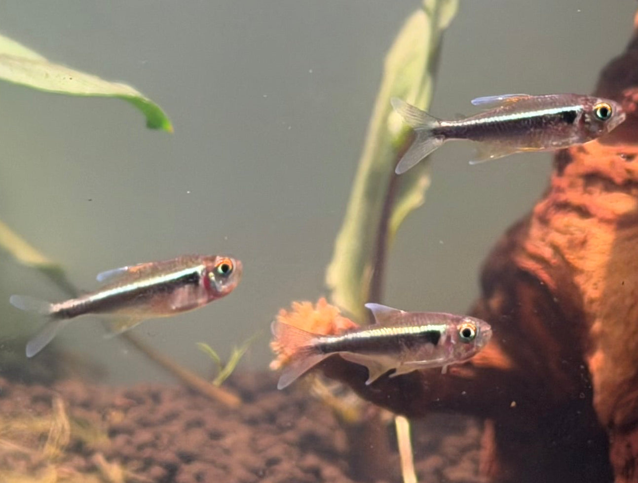 Black Neon Tetra