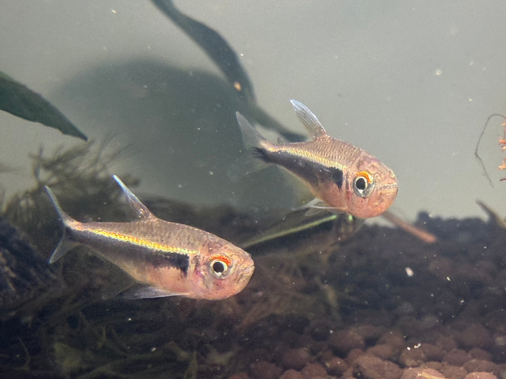 Black Neon Tetra