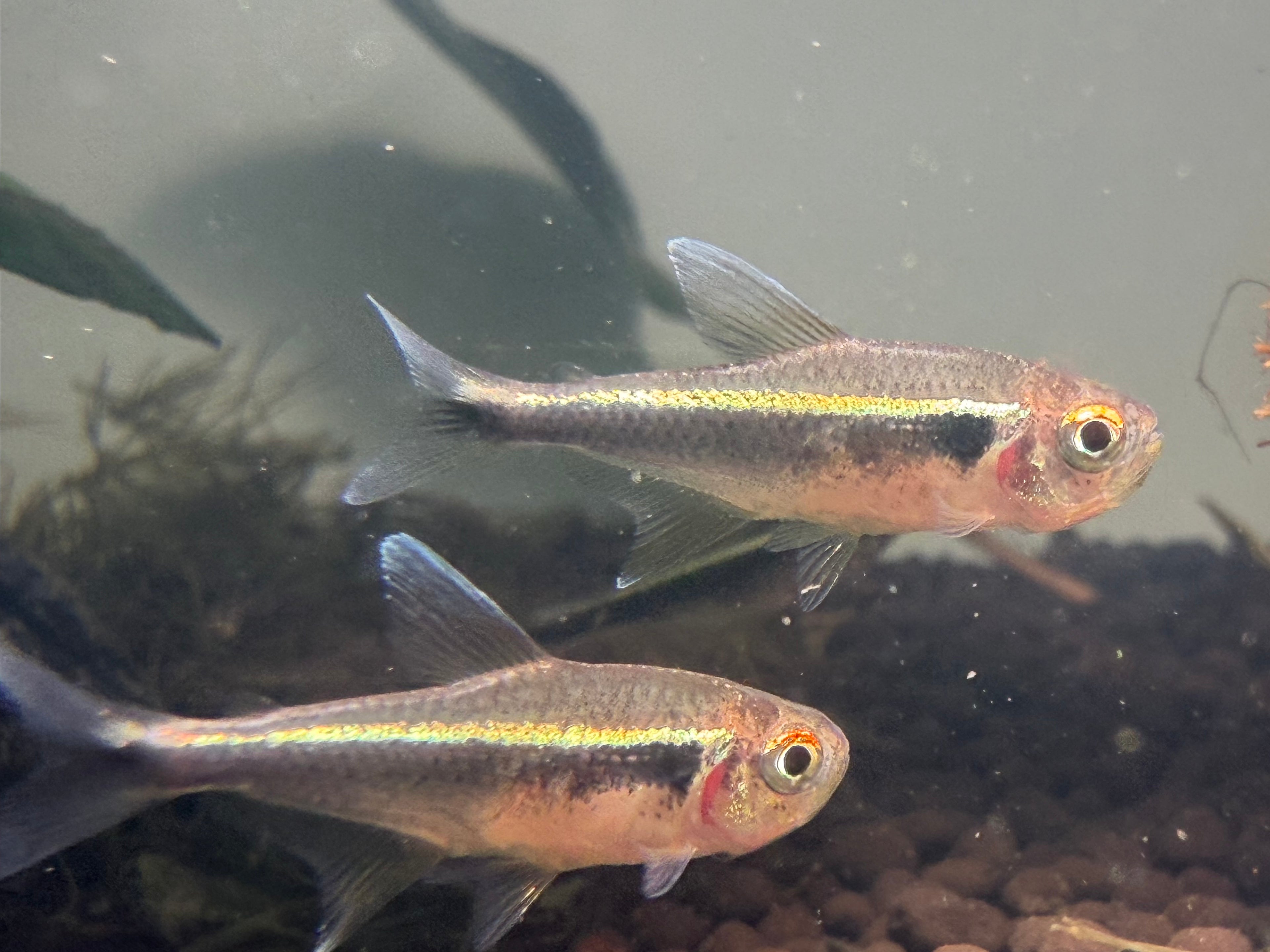 Black Neon Tetra
