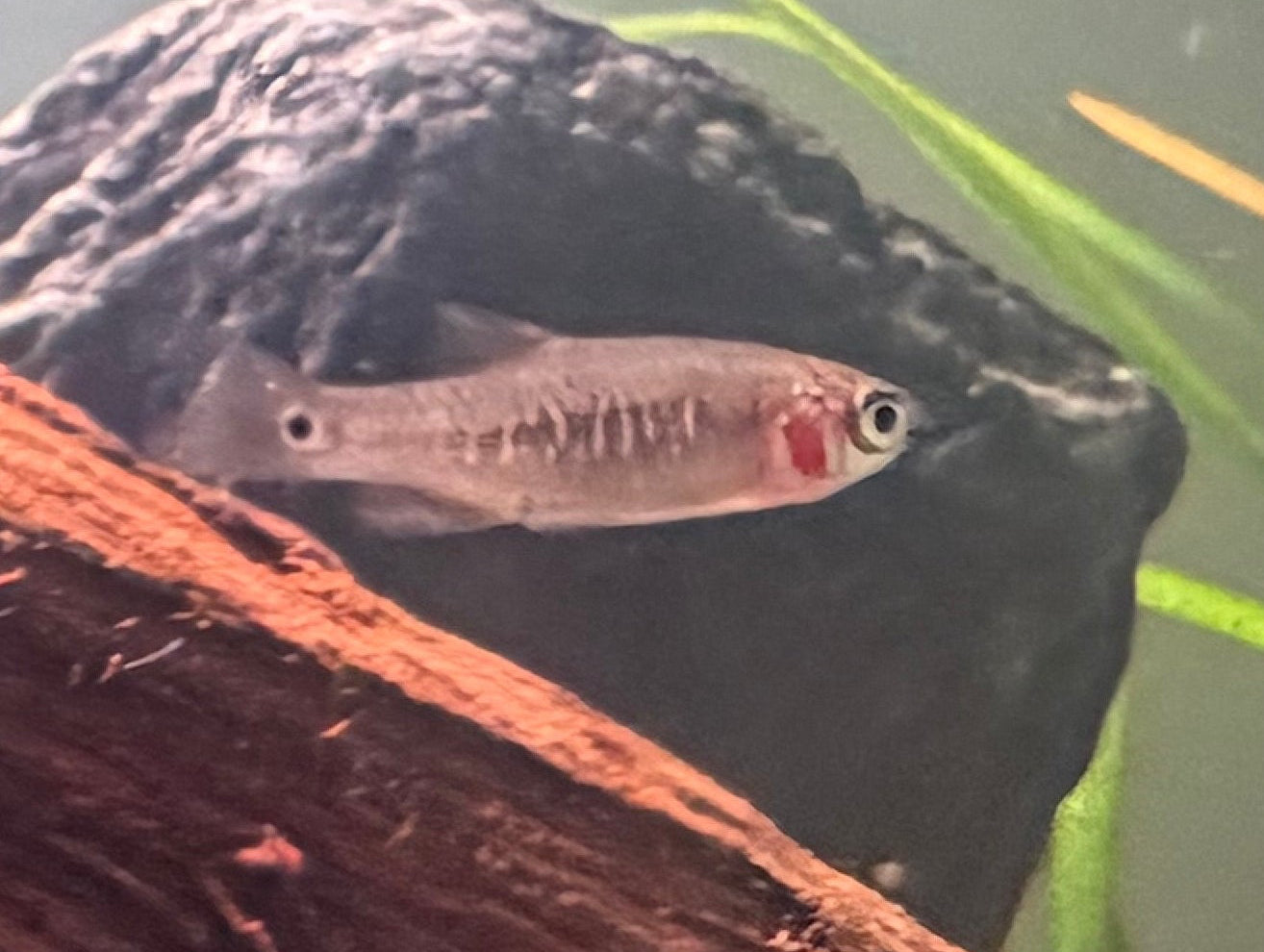 Emerald Rasbora