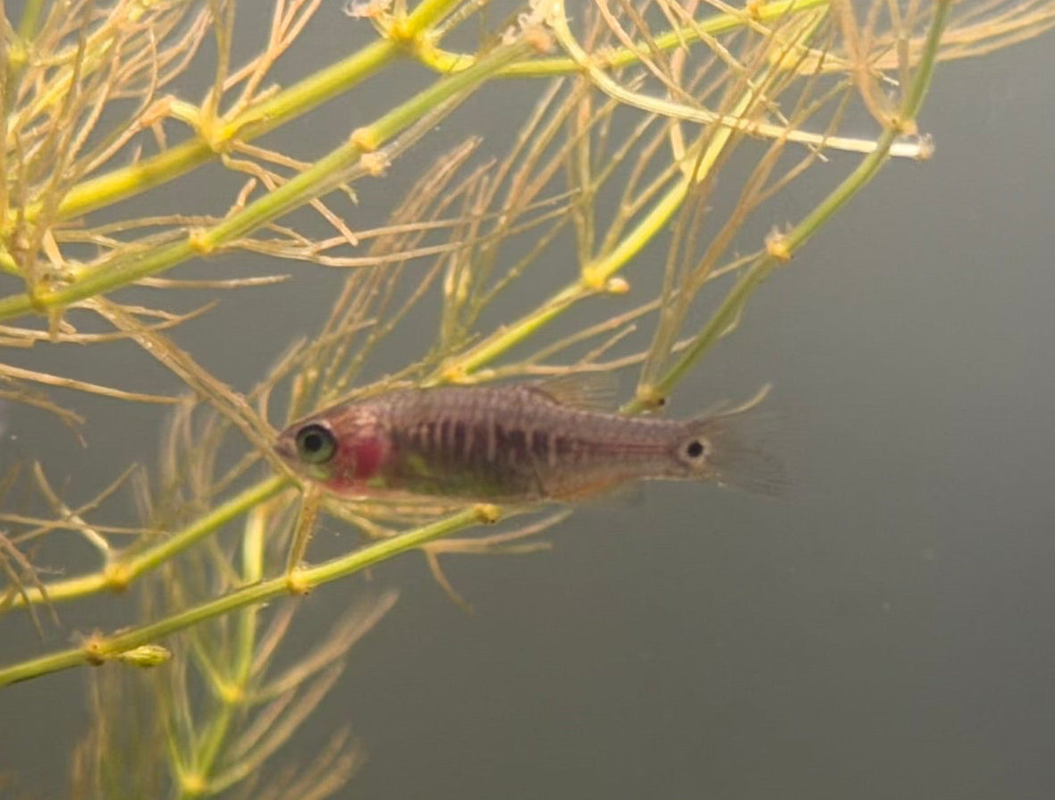 Emerald Rasbora