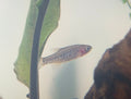 Emerald Rasbora