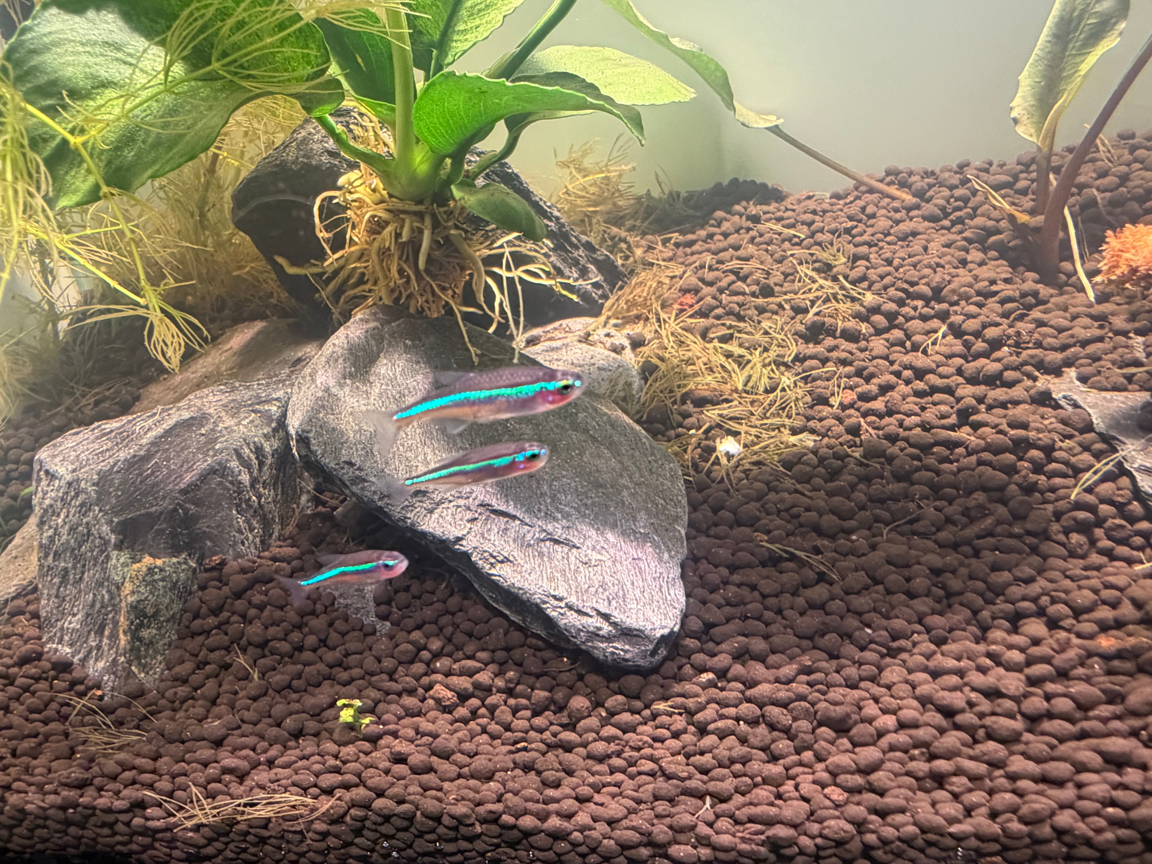 Green Neon Tetra