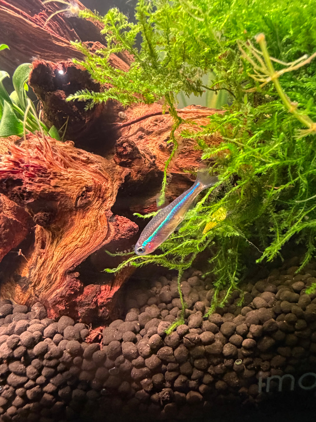 Green Neon Tetra