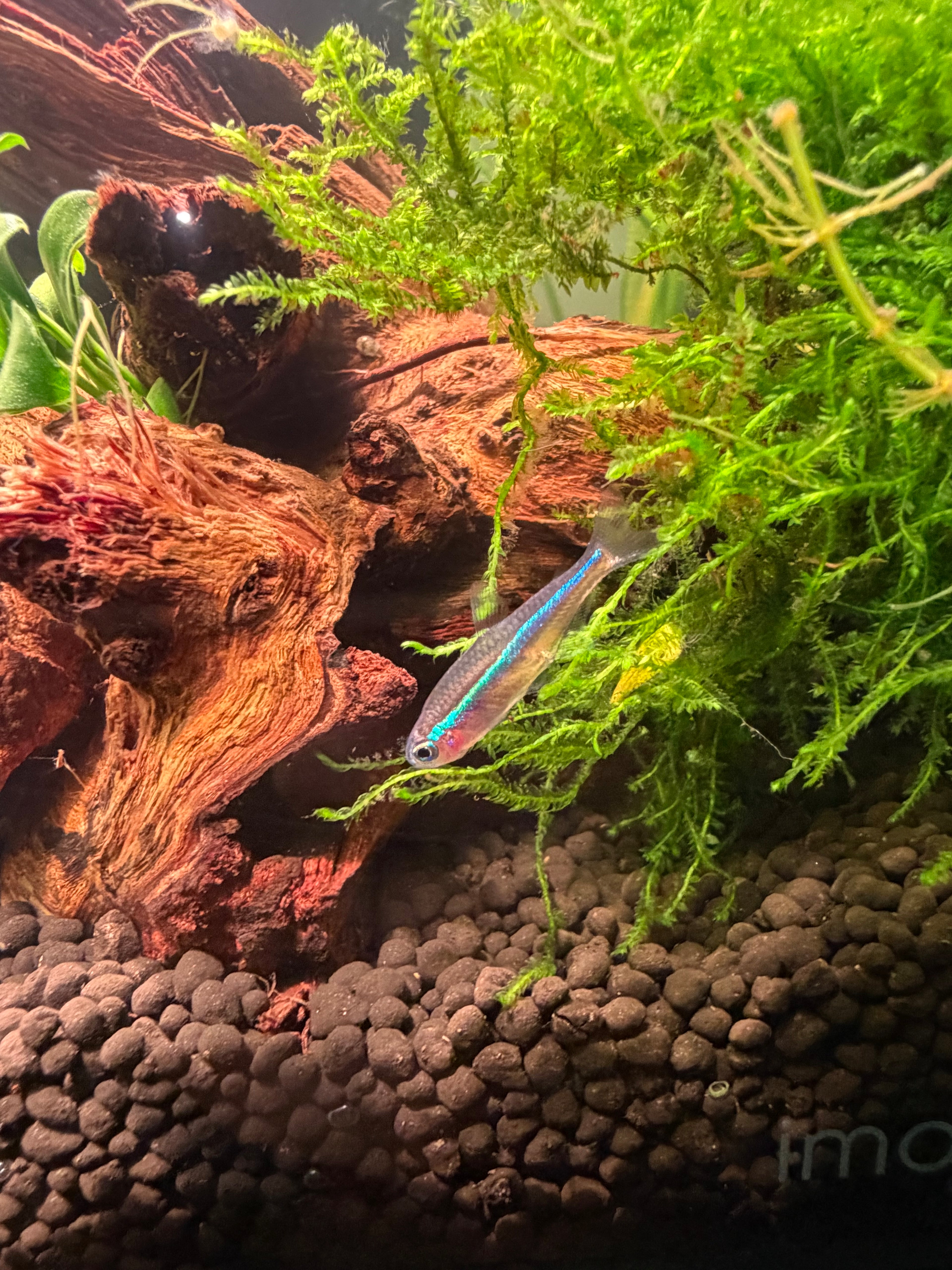 Green Neon Tetra