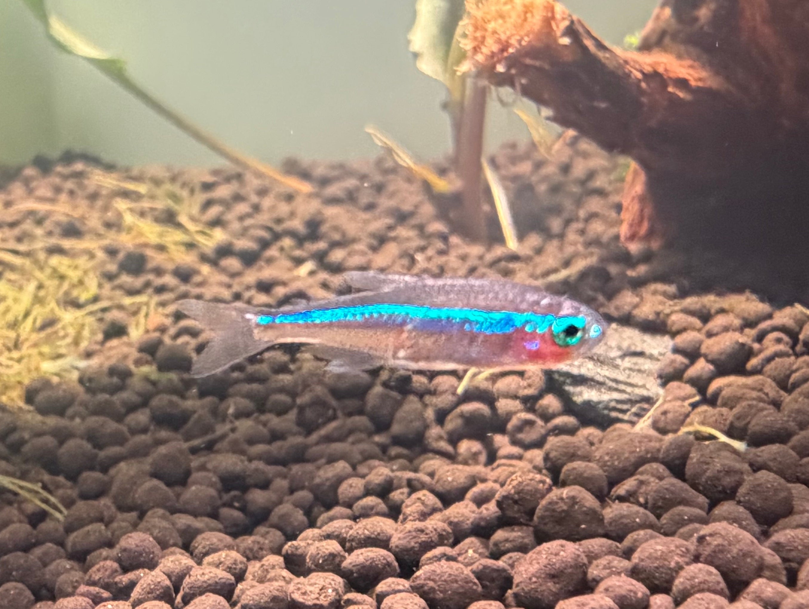 Green Neon Tetra