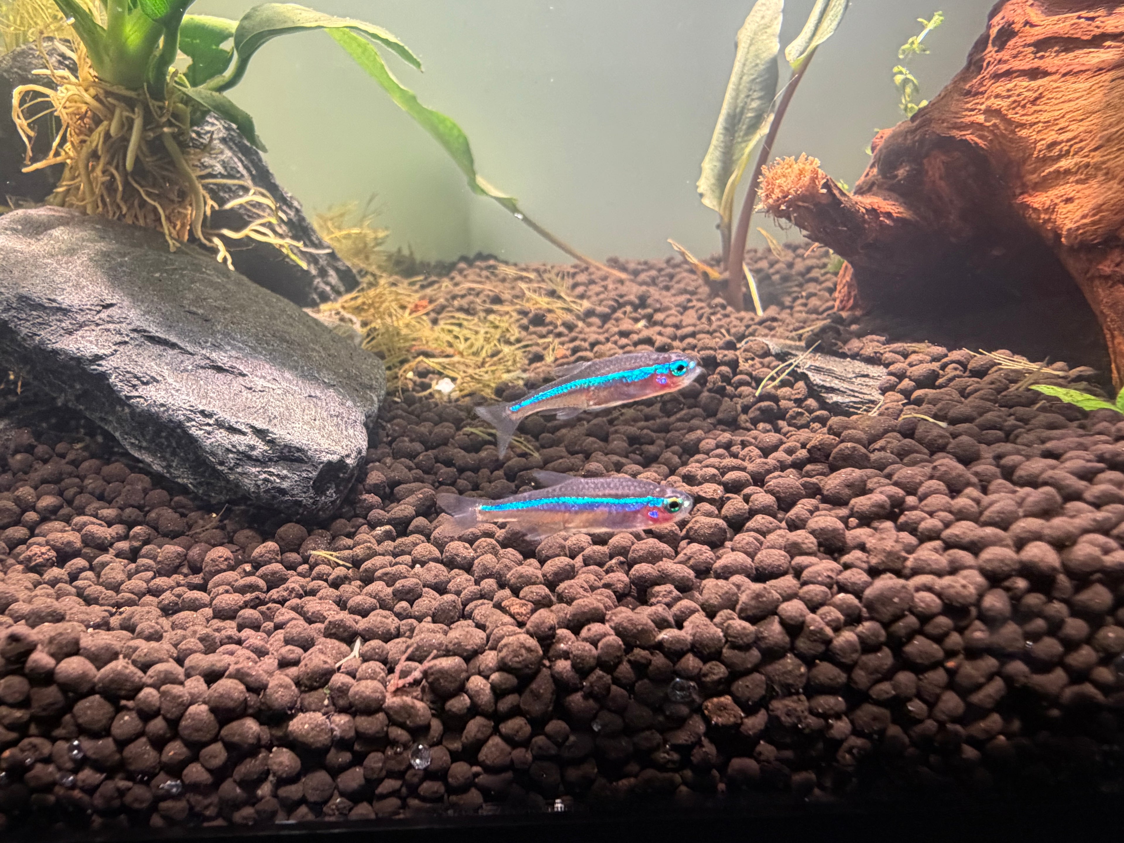 Green Neon Tetra