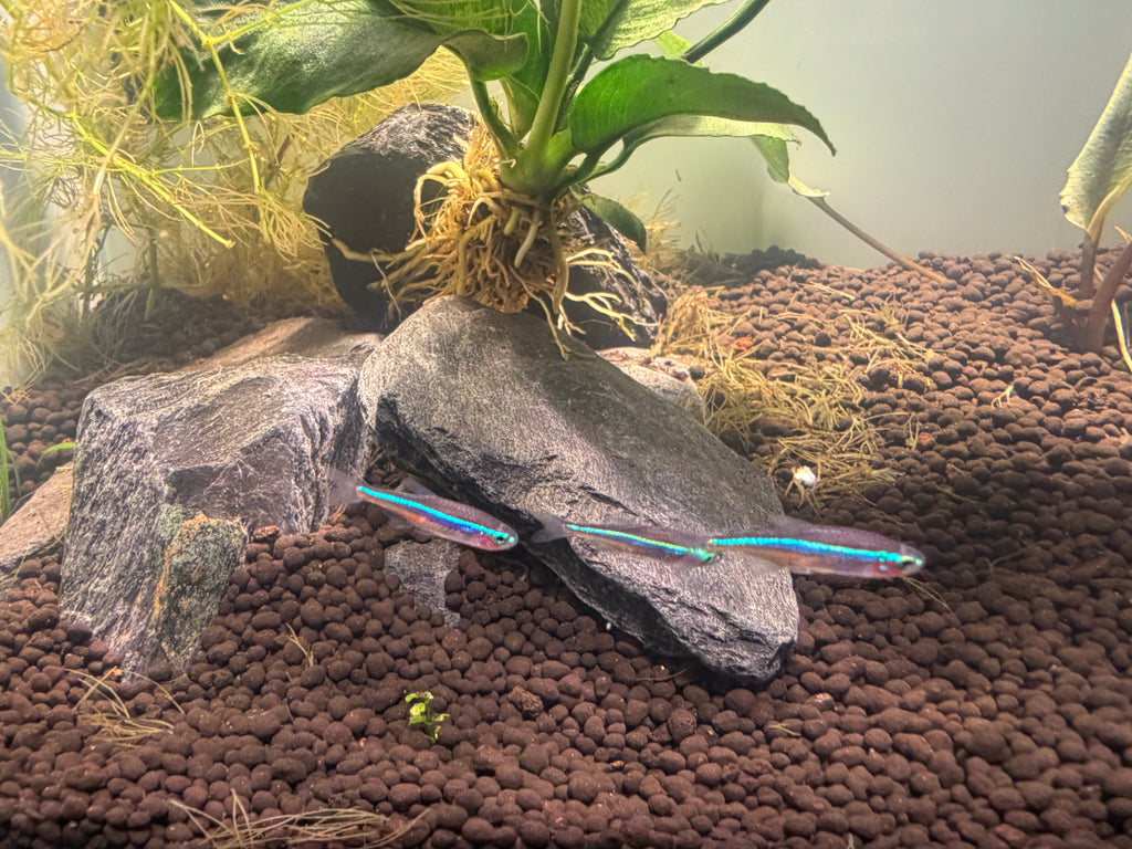 Green Neon Tetra
