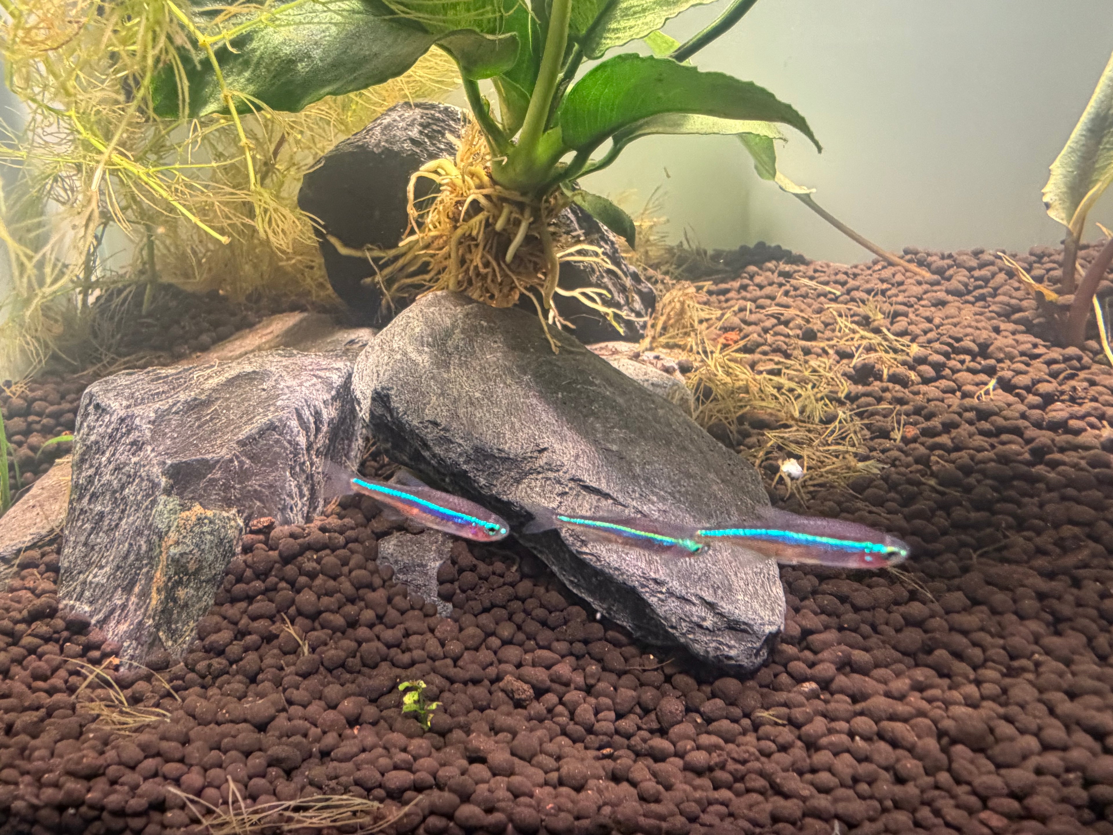 Green Neon Tetra