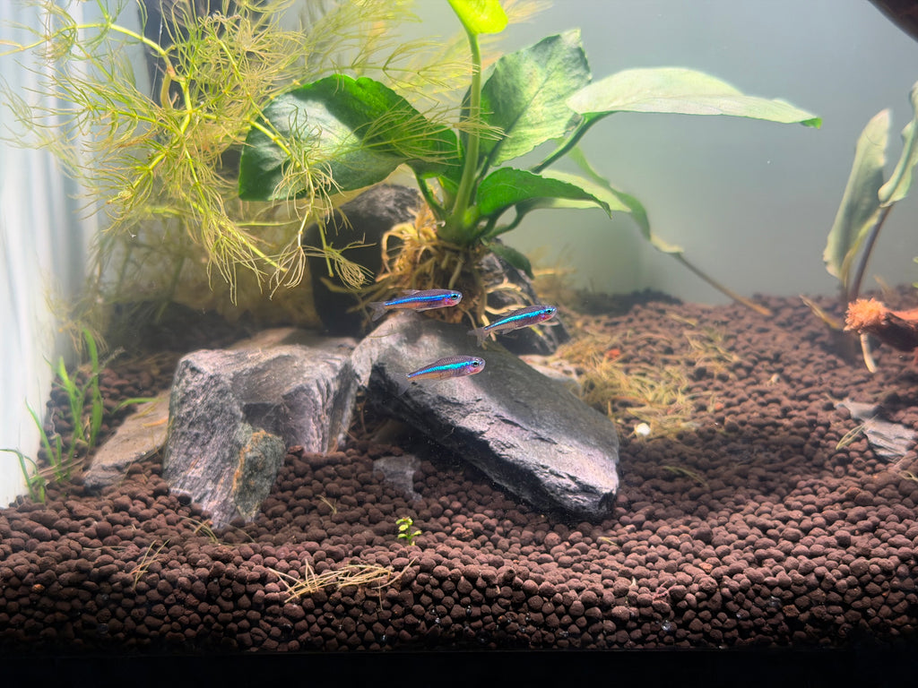 Green Neon Tetra