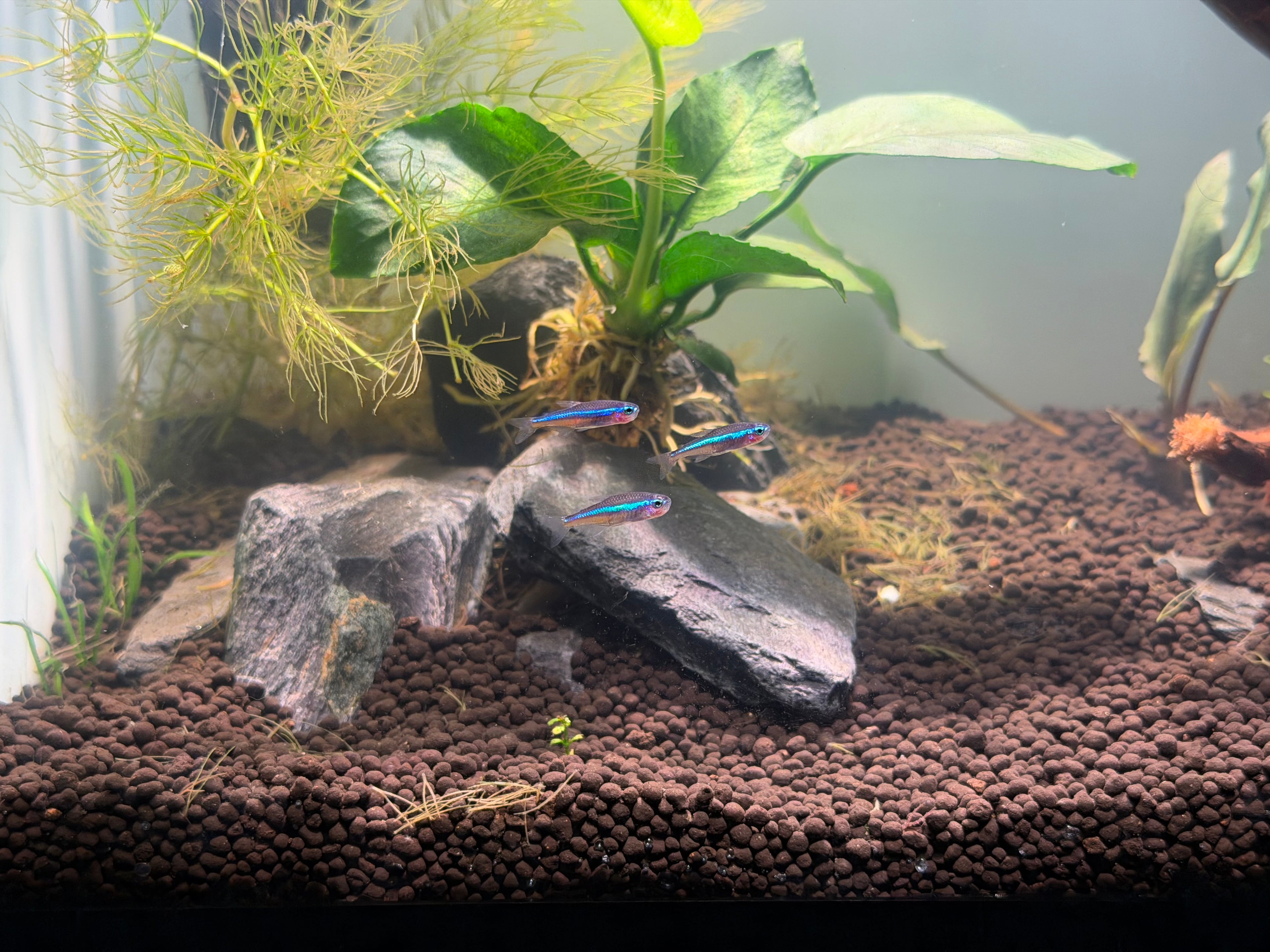Green Neon Tetra