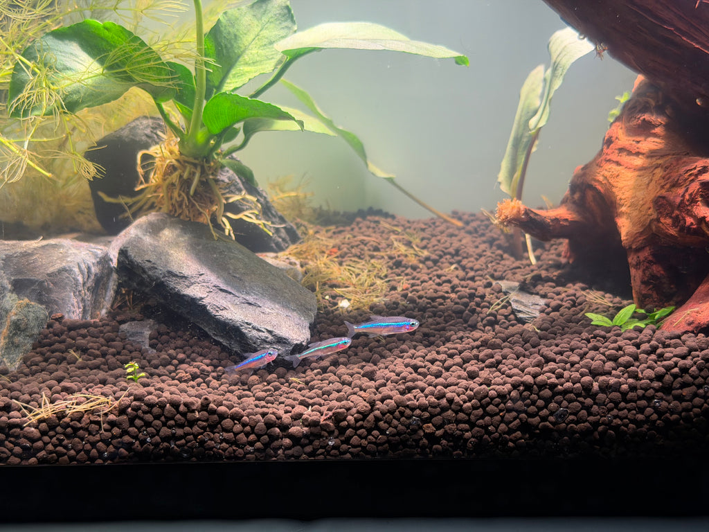 Green Neon Tetra