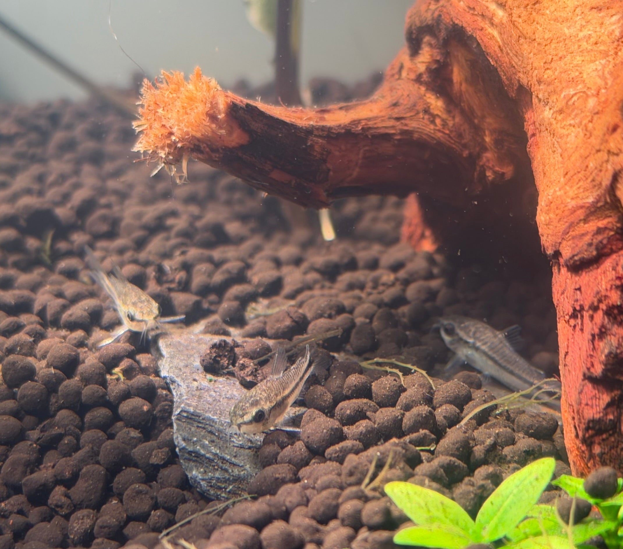 Pygmy Cory