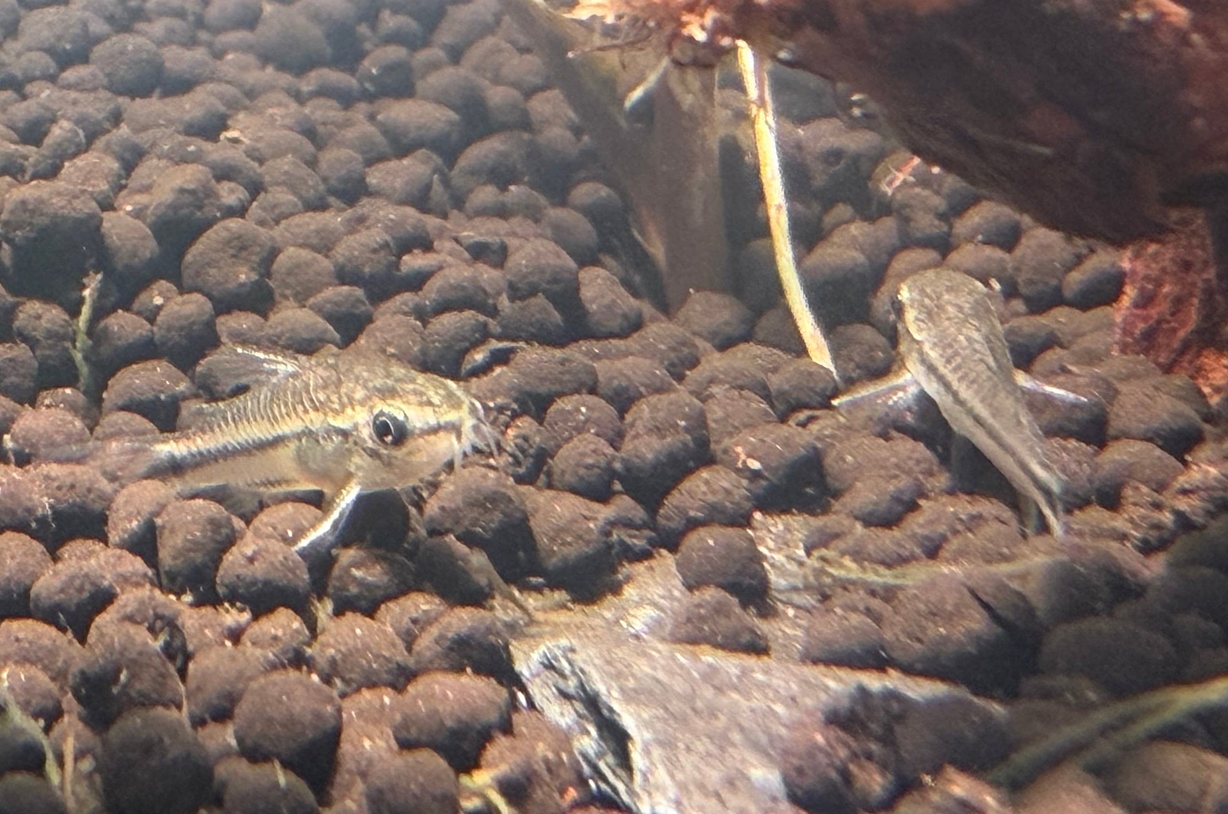 Pygmy Cory