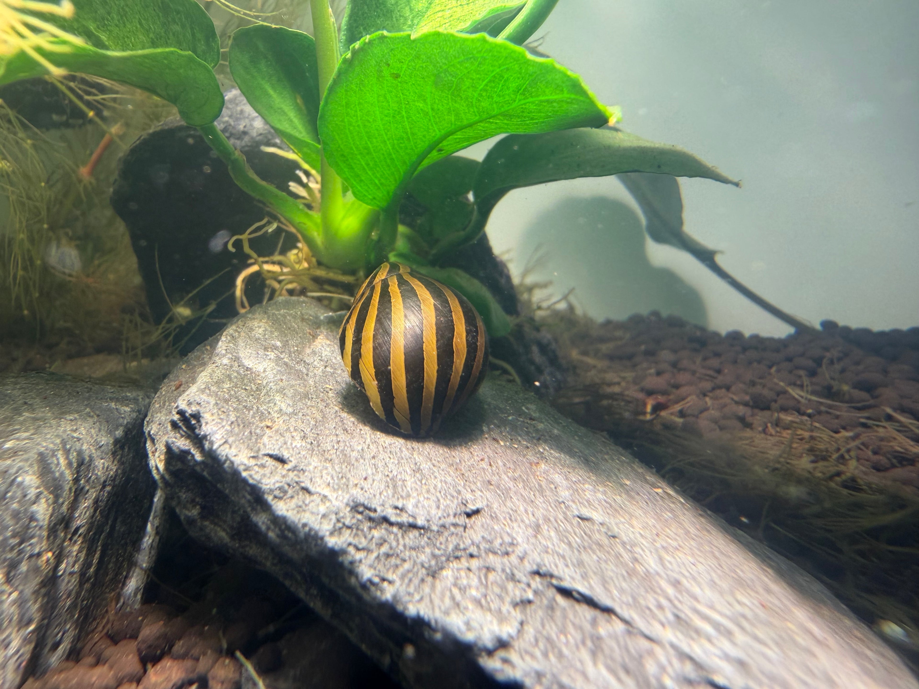 Zebra Nerite Snail